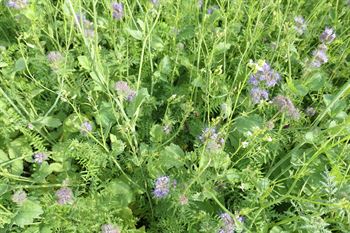 DSV N-fix EAG-bl. 4, 10 kg